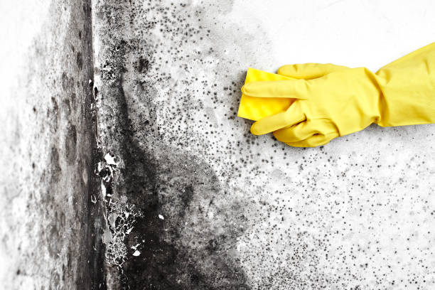 Best Mold Testing  in Mount Vista, WA