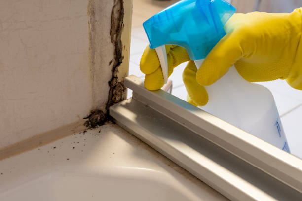 Best Attic Mold Removal  in Mount Vista, WA