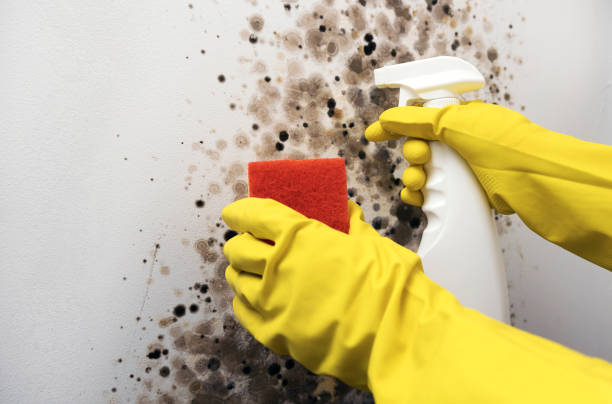 Best Office Mold Removal Services  in Mount Vista, WA