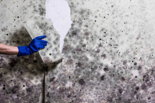 Professional Mold Removal in Mount Vista, WA